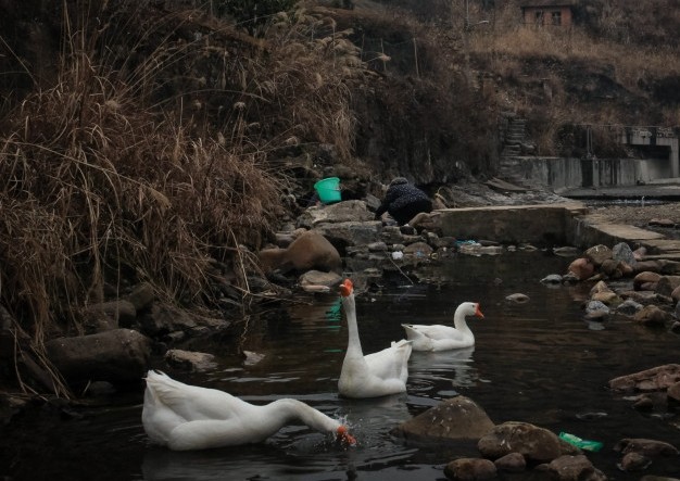 Ĳ幫